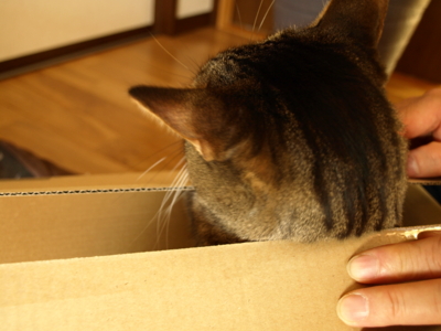 f:id:nekonohanashi:20121209151604j:image
