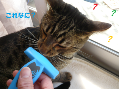f:id:nekonohanashi:20121224173121p:image