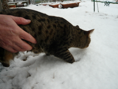 f:id:nekonohanashi:20130114135947j:image