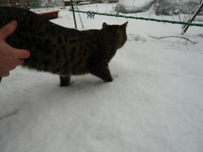 f:id:nekonohanashi:20130114135948j:image