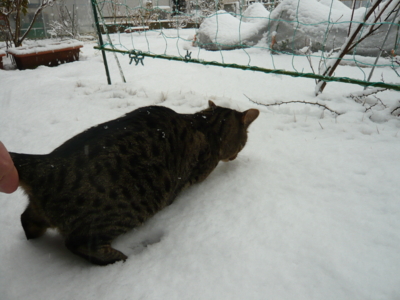 f:id:nekonohanashi:20130114135951j:image