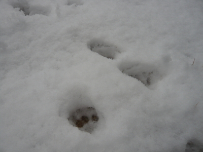 f:id:nekonohanashi:20130114140000j:image