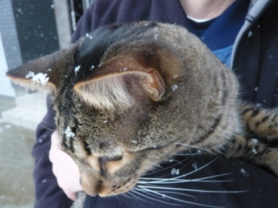 f:id:nekonohanashi:20130114140037j:image