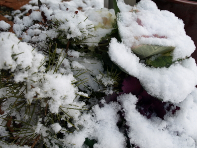 f:id:nekonohanashi:20130128085051j:image