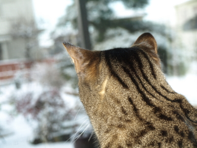 f:id:nekonohanashi:20130128085729j:image