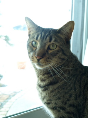 f:id:nekonohanashi:20130128085815j:image