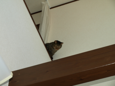 f:id:nekonohanashi:20130128100618j:image
