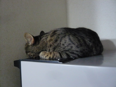 f:id:nekonohanashi:20130128210827j:image