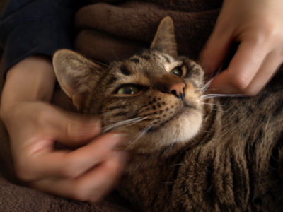 f:id:nekonohanashi:20130209075251j:image f:id:nekonohanashi:20130209075251j:image