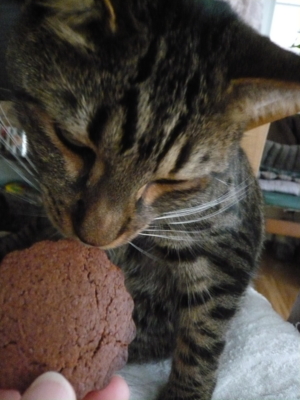 f:id:nekonohanashi:20130215094429j:image f:id:nekonohanashi:20130215094429j:image