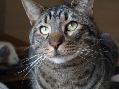 f:id:nekonohanashi:20130226133150j:image