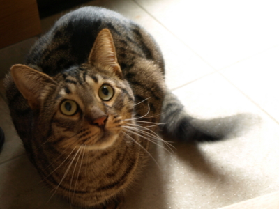 f:id:nekonohanashi:20130314130735j:image