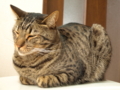 20130326074617