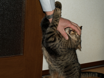 f:id:nekonohanashi:20130409061930j:image