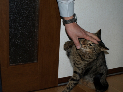 f:id:nekonohanashi:20130409061934j:image