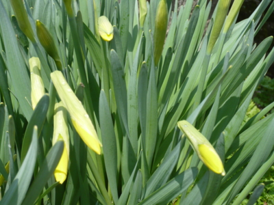 f:id:nekonohanashi:20130428095537j:image