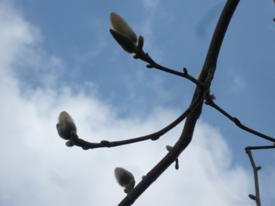 f:id:nekonohanashi:20130428100030j:image