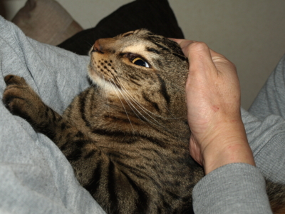 f:id:nekonohanashi:20130501063237j:image