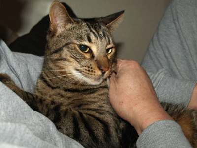 f:id:nekonohanashi:20130501063247j:image