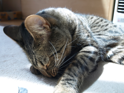 f:id:nekonohanashi:20130501121445j:image