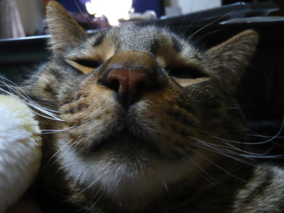 f:id:nekonohanashi:20130505205143j:image