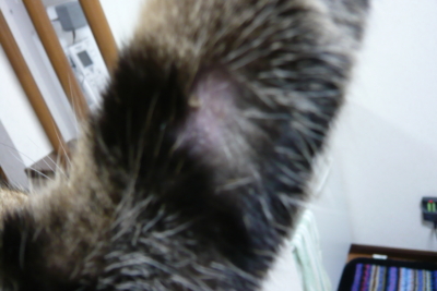 f:id:nekonohanashi:20130514214641j:image