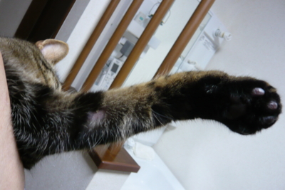 f:id:nekonohanashi:20130514214650j:image