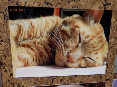 f:id:nekonohanashi:20130605151020j:image