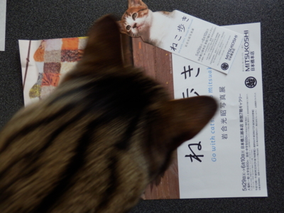 f:id:nekonohanashi:20130605175916j:image