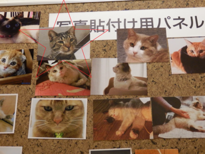 f:id:nekonohanashi:20130605215231p:image