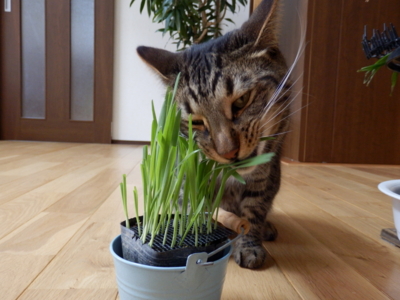 f:id:nekonohanashi:20130617115030j:image