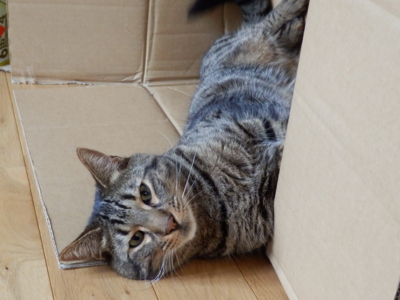 f:id:nekonohanashi:20130618063635j:image