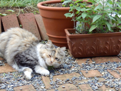 f:id:nekonohanashi:20130621071828j:image