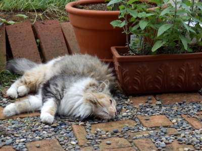 f:id:nekonohanashi:20130621071836j:image