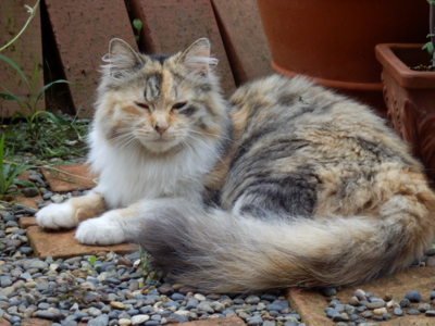 f:id:nekonohanashi:20130621072018j:image