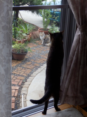 f:id:nekonohanashi:20130621072237j:image