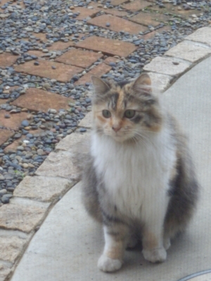 f:id:nekonohanashi:20130621072318j:image