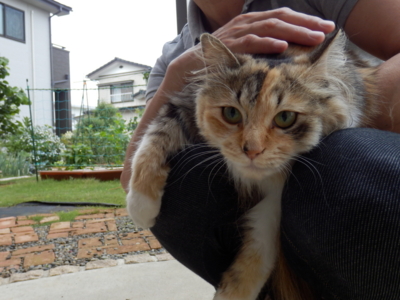 f:id:nekonohanashi:20130623062435j:image