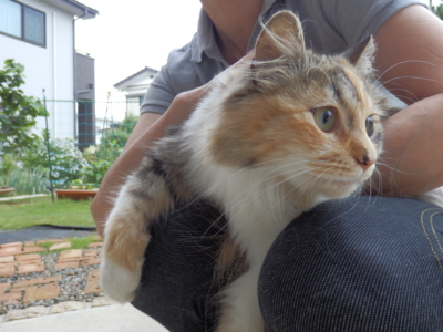 f:id:nekonohanashi:20130623062451j:image