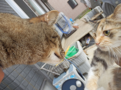 f:id:nekonohanashi:20130623062622j:image