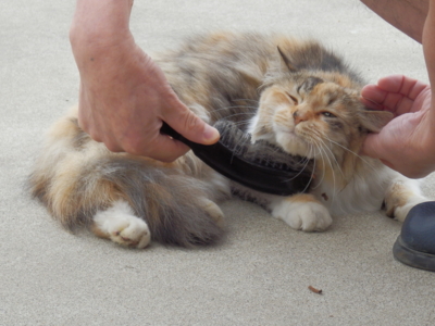 f:id:nekonohanashi:20130623062954j:image