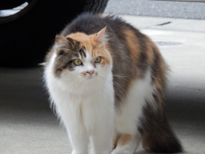 f:id:nekonohanashi:20130624144009j:image