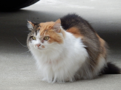 f:id:nekonohanashi:20130624144510j:image