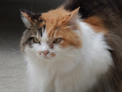 f:id:nekonohanashi:20130624144648j:image