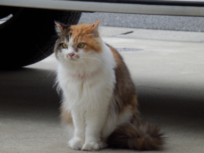 f:id:nekonohanashi:20130624145057j:image