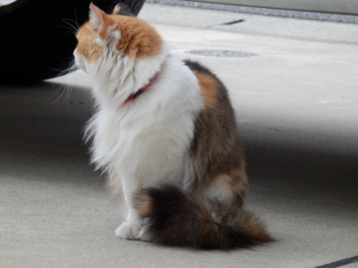 f:id:nekonohanashi:20130624145136j:image
