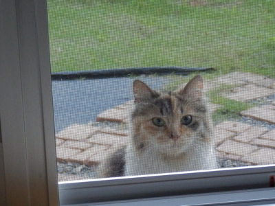 f:id:nekonohanashi:20130710045444j:image