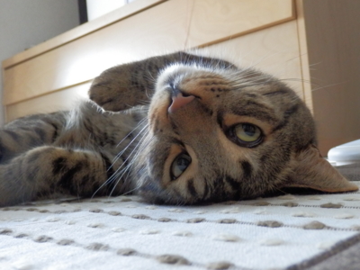 f:id:nekonohanashi:20130710062714j:image