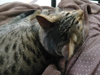f:id:nekonohanashi:20130717075612j:image