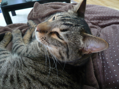 f:id:nekonohanashi:20130717075637j:image